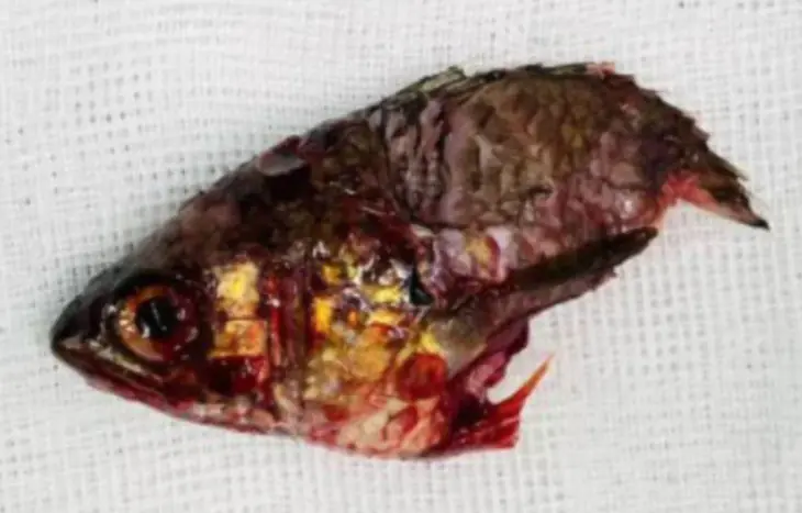 anabas fish, ikan anabas, ikan