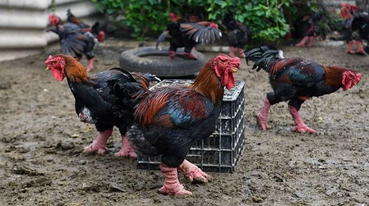 vietnam lunar new year & ayam naga